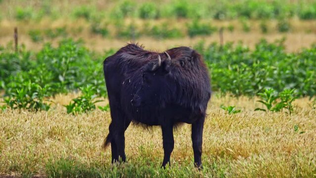 Wild Water Buffalo (Bubalus bubalis) in the Hula valley, Israel