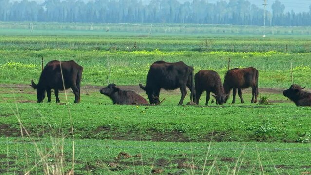 Wild Water Buffalo (Bubalus bubalis) in the Hula valley, Israel