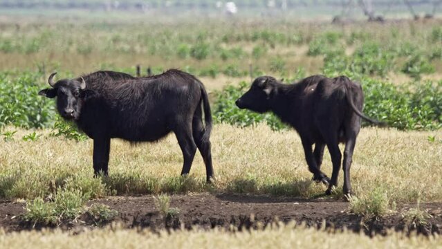 Wild Water Buffalo (Bubalus bubalis) in the Hula valley, Israel