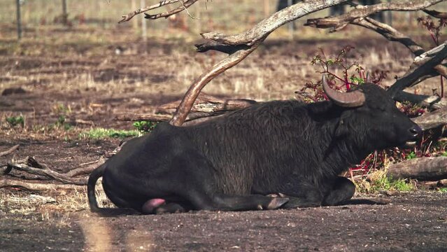 Wild Water Buffalo (Bubalus bubalis) in the Hula valley, Israel