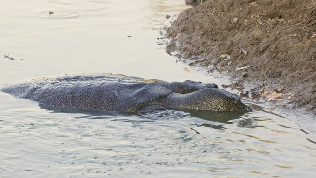 African softshell turtle or Nile softshell turtle (Trionyx triunguis)