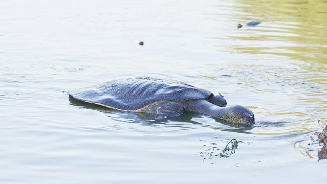 African softshell turtle or Nile softshell turtle (Trionyx triunguis)