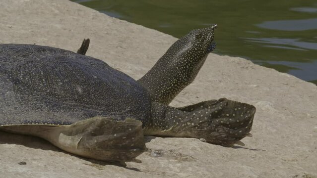 African softshell turtle or Nile softshell turtle (Trionyx triunguis)