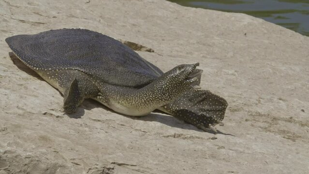 African softshell turtle or Nile softshell turtle (Trionyx triunguis)