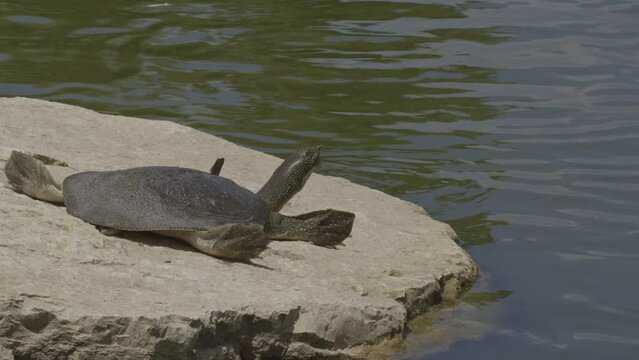 African softshell turtle or Nile softshell turtle (Trionyx triunguis)