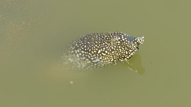 African softshell turtle or Nile softshell turtle (Trionyx triunguis)