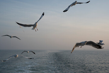 Fototapeta na wymiar group of seagulls