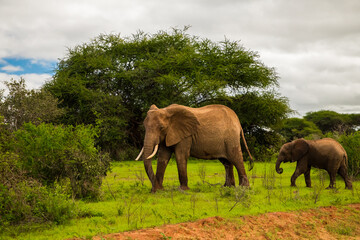 Fototapeta premium Elephant walking through Amboseli National park Africa