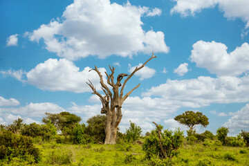 beautiful african landscape in Kenya with wild animals