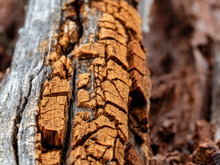 Corteza de Árbol Agrietada: Textura Natural y Desgaste Orgánico