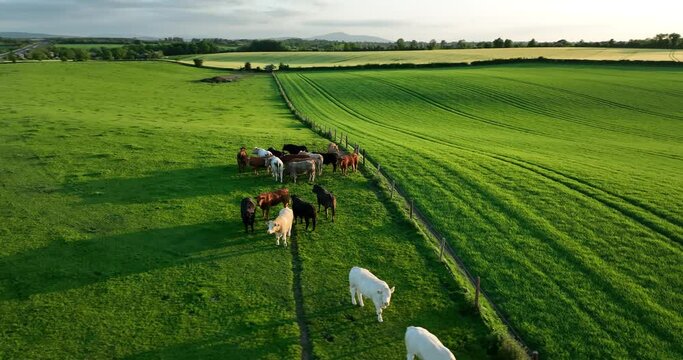 The cattle are loose grazing in the meadow in 4k