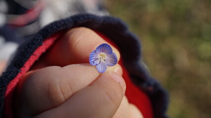 child holding a little blue flower