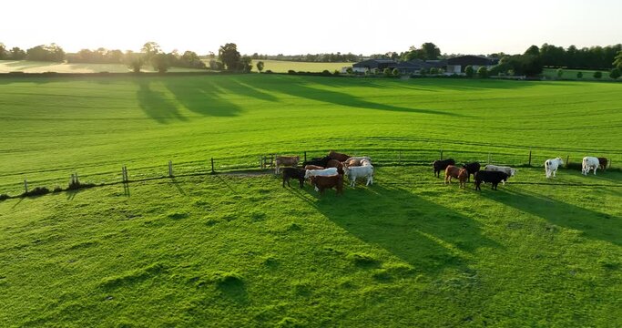 The cattle are loose grazing in the meadow