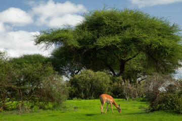 Naklejka na ściany i meble beautiful african landscape in Kenya with wild animals