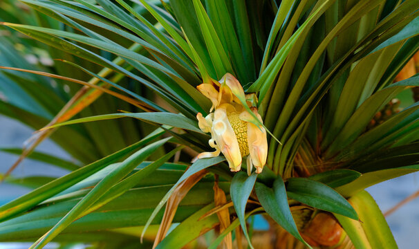 Screw pine tree with edible fruit growing in a garden in a tropical environment. Closeup of pandanus tectorius species of plant with long green leaves blooming and blossoming in nature on a sunny day