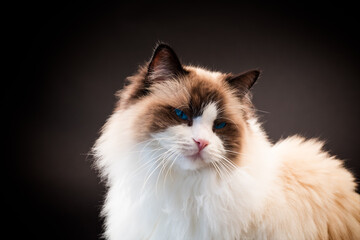 Beautiful young healthy Ragdoll cat on a black background.