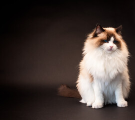 Beautiful young healthy Ragdoll cat on a black background.