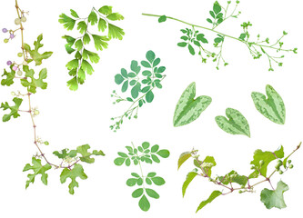 切り抜き透過素材セットーデコレーション用植物8（野葡萄と松風草とアジアンタムと薄葉細辛） - obrazy, fototapety, plakaty