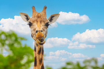 one funny giraffe looking into cell and chews dry grass