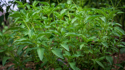 The stems, leaves, and flowers of the medicinal plant, Ocimum × citriodourum, hoary basil, have a unique, pungent aroma
