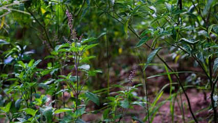 The stems, leaves, and flowers of the medicinal plant, Ocimum tenuiflorum, have a unique, pungent aroma