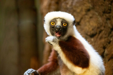 Verreaux's sifaka white looking at camera