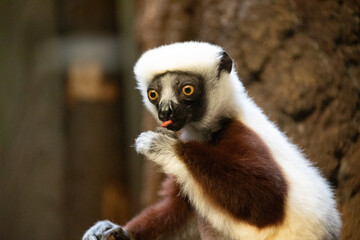 Verreaux's sifaka white looking at camera