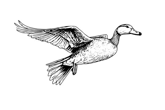 Flying duck hand drawn ink sketch. Engraved style vector illustration.