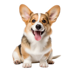happy welsh corgi isolated on transparent background