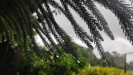 Naklejka premium water droplets pine 