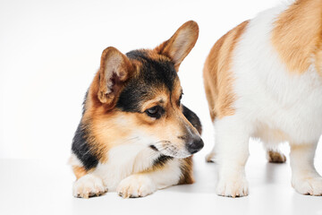 Pembroke Welsh Corgi portrait isolated on white studio background with copy space, family of two purebred dogs