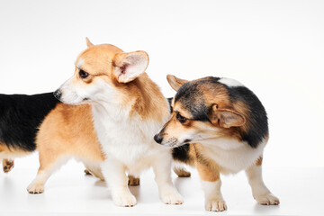 Pembroke Welsh Corgi portrait isolated on white studio background with copy space, family of three purebred dogs