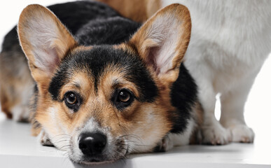 Pembroke Welsh Corgi portrait isolated on white studio background with copy space, family of two purebred dogs