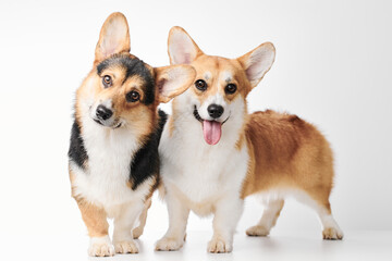 Pembroke Welsh Corgi portrait isolated on white studio background with copy space, family of two purebred dogs