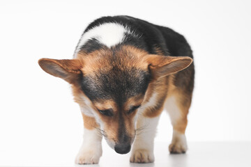 Pembroke Welsh Corgi portrait isolated on white studio background with copy space, purebred dog