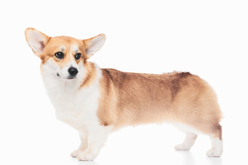 Pembroke Welsh Corgi portrait isolated on white studio background with copy space, purebred dog