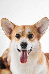 Pembroke Welsh Corgi portrait isolated on white studio background with copy space, purebred dog