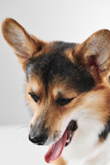 Pembroke Welsh Corgi portrait isolated on white studio background with copy space, purebred dog