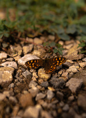 Mariposa marrón