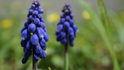 blue hyacinth flower