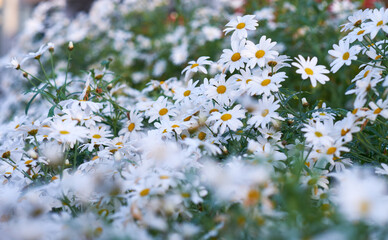 White yellow daisies with morning dew in a garden. Nature landscape of many beautiful Marguerite flowers growing in a spring park. Group of wet flowering plants after watering a park in summer season