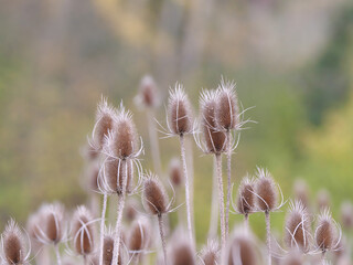 Großansicht der reifen brauen stacheligen Fruchtstände von Karden (Dipsacus) im Herbst