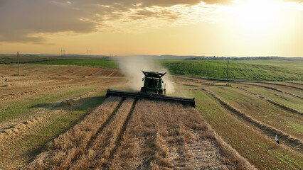 Combine harvester on grain harvest. Wheat harvesting in field. Wheat planting. Wheat and corn...