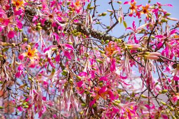 Pink flowers of the silk floss tree Ceiba speciosa - obrazy, fototapety, plakaty