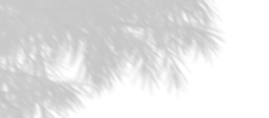 Realistic shadow shade branches leaves trees movement on transparent backgrounds png - obrazy, fototapety, plakaty