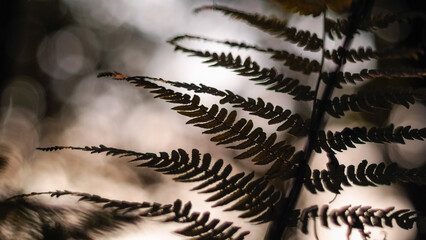 Fougères dans la forêt des Landes de Gascogne, pendant le crépuscule