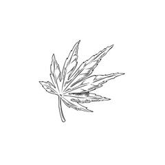 Japanese maple leaf sketch.