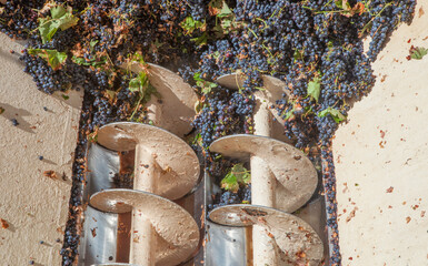 Grape destemmer in action during winemaking process