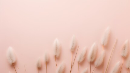 Dried bunny tail grass on pink background. Blush pink and neutral color as aesthetic and minimalism style wallpaper. Natural elements on pastel colored wall with fragile and feminine objects.