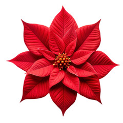Poinsettia plant. PNG.